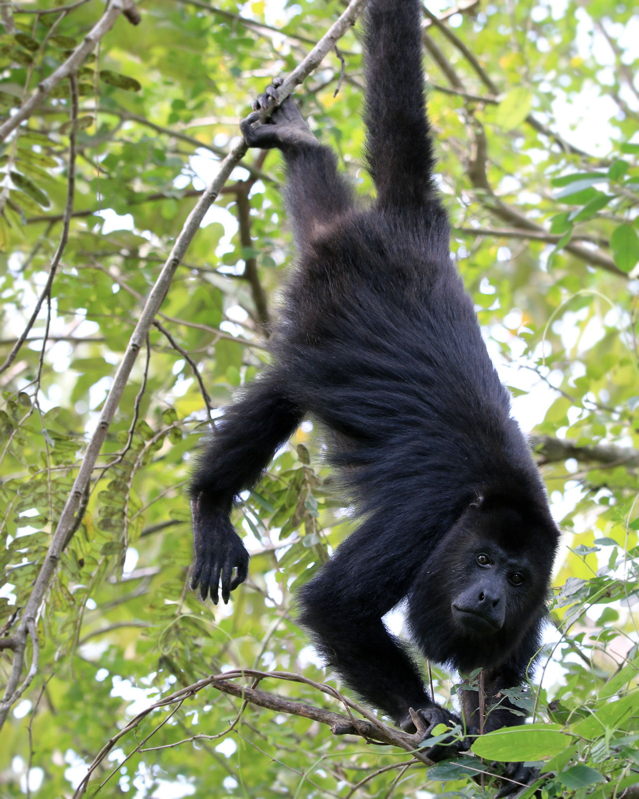 Black Howler Monkey