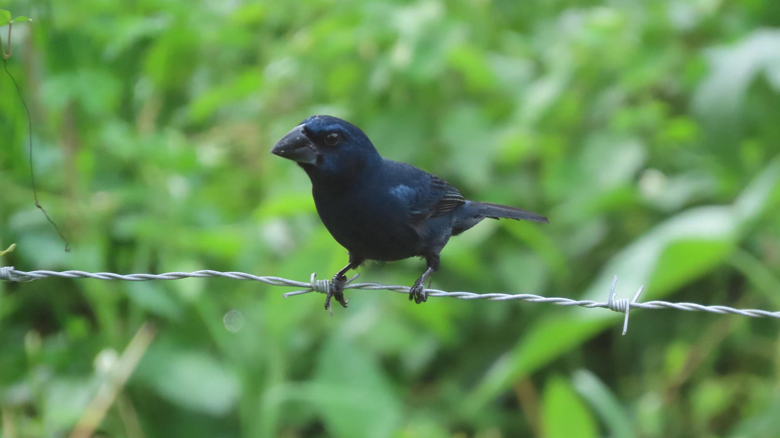 Blue-black Grosbeak