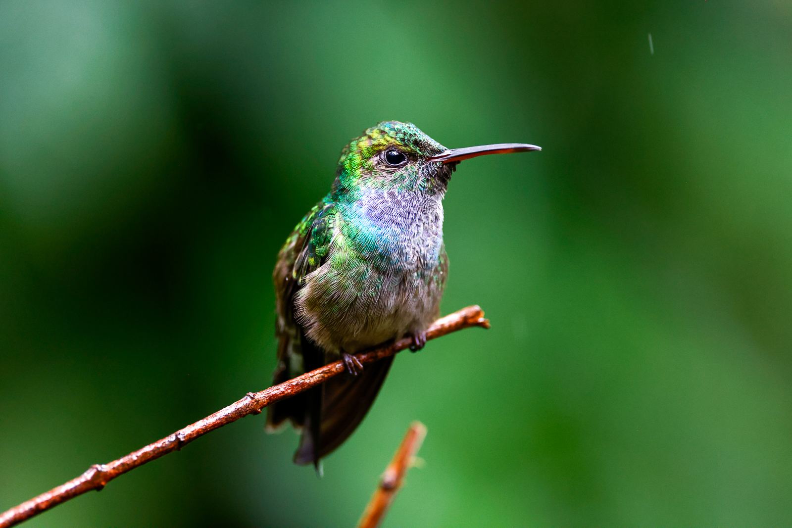 Blue-chested Hummingbird
