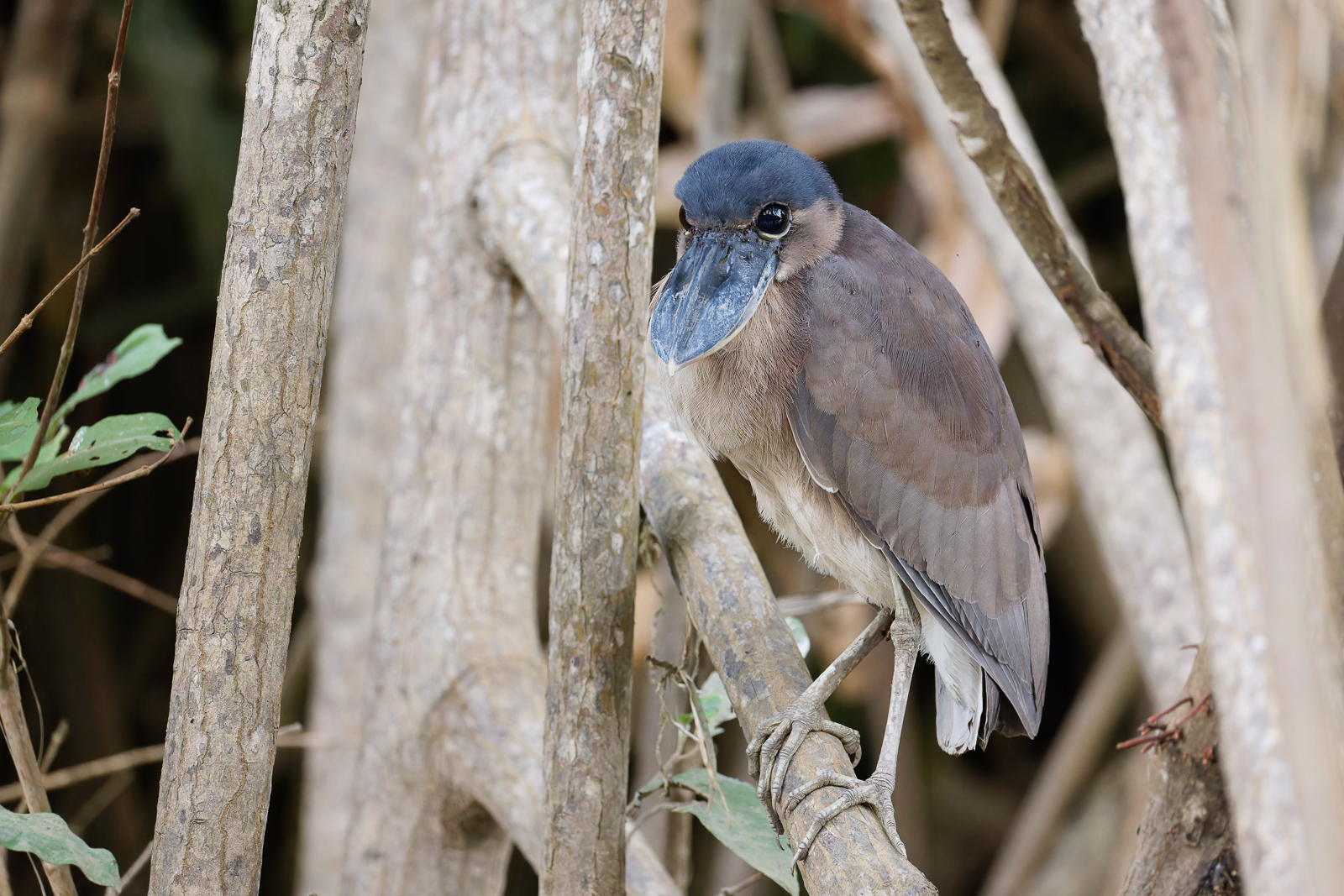 Boat-billed Heron