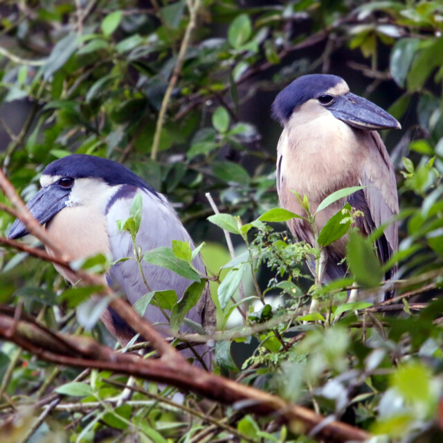 Boat-billed Heron