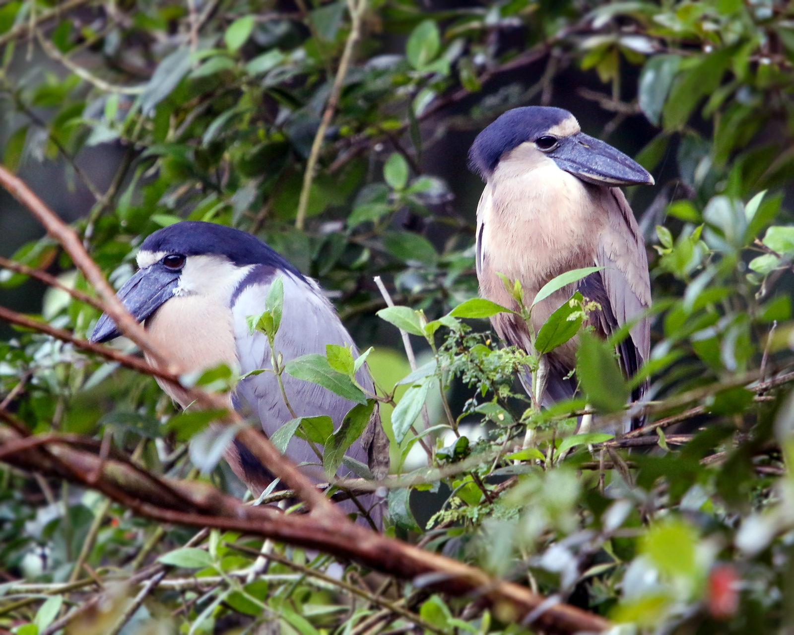Boat-billed Heron