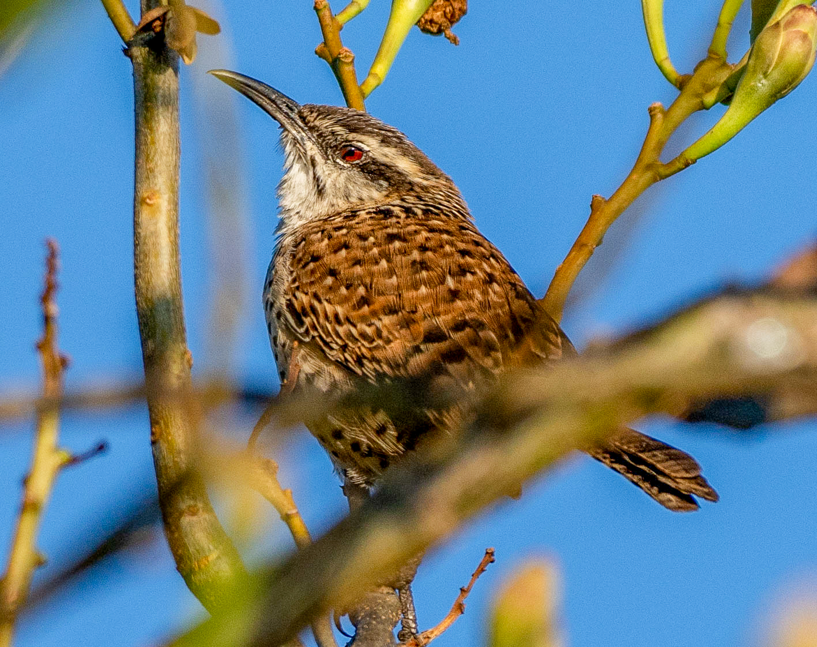 Boucard's Wren