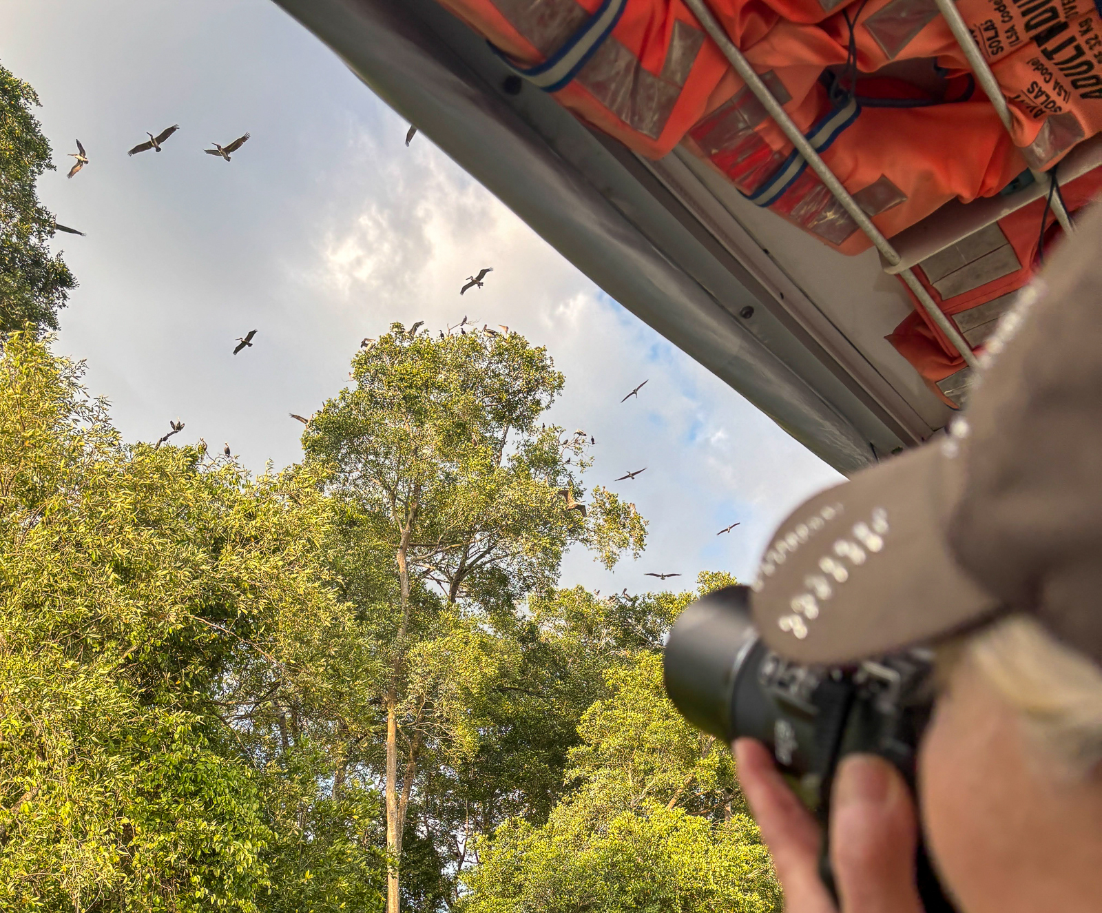 Watch Brown Pelicans