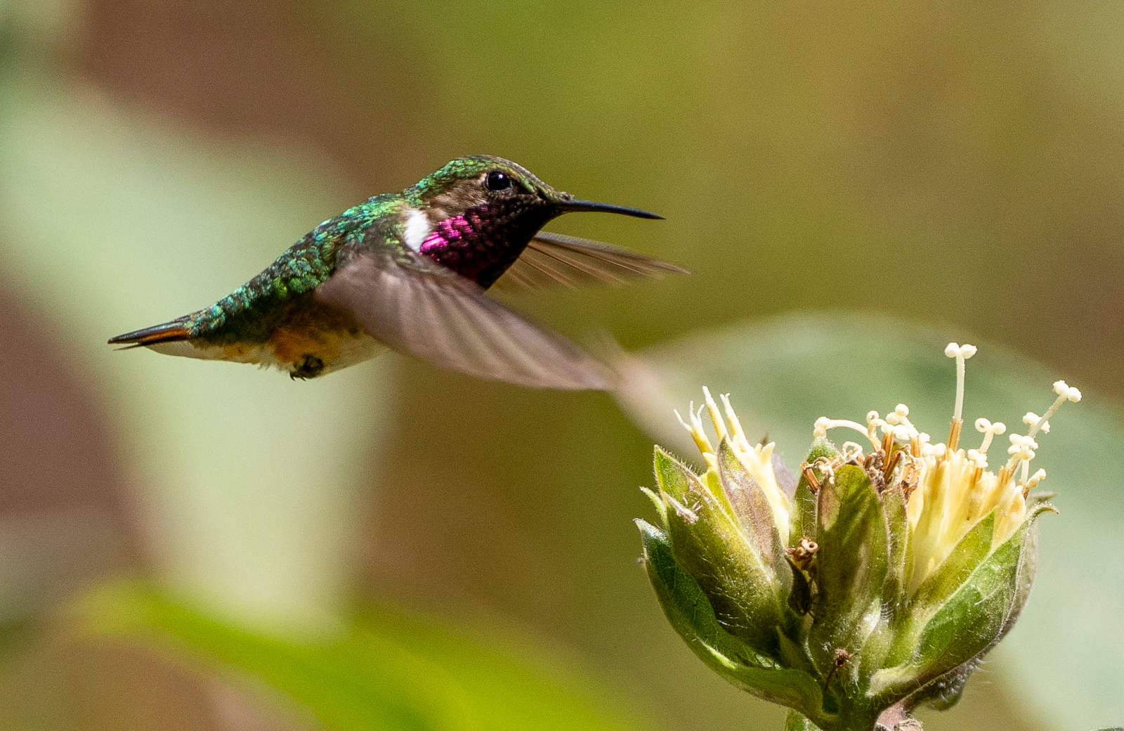 Bumblebee Hummingbird