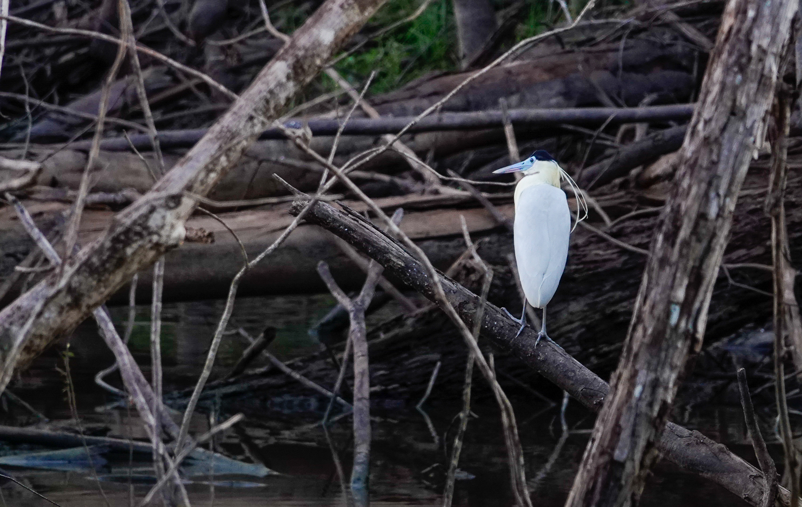 Capped Heron