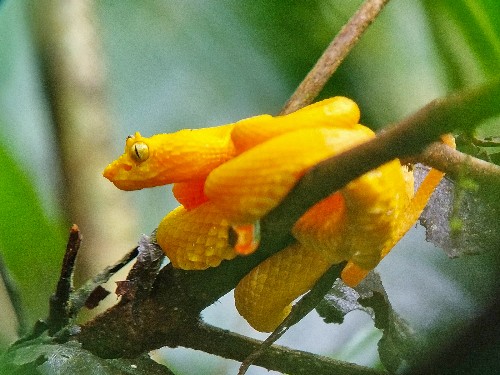 Central American Eyelash Pit viper