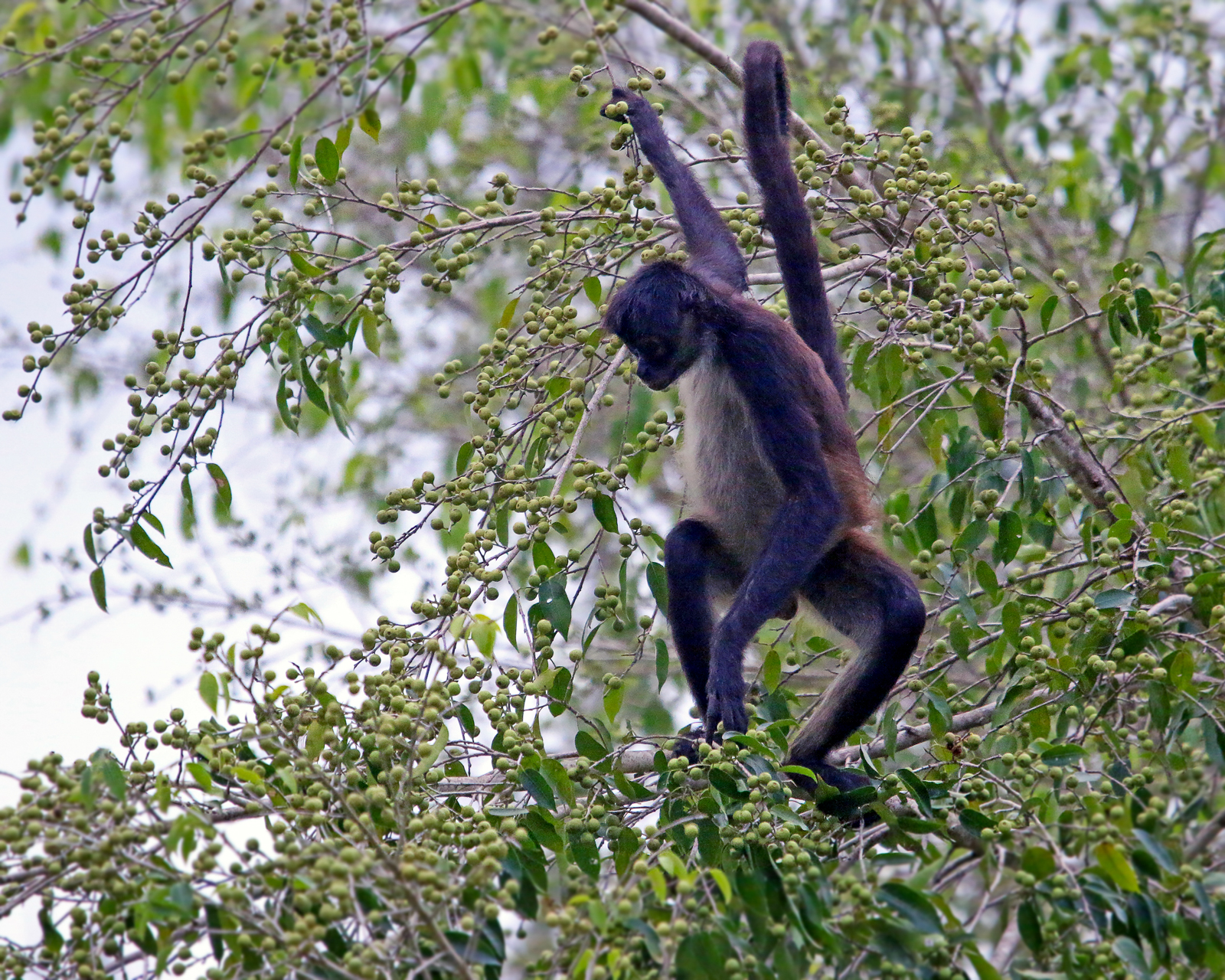 Central American Spider Monkey