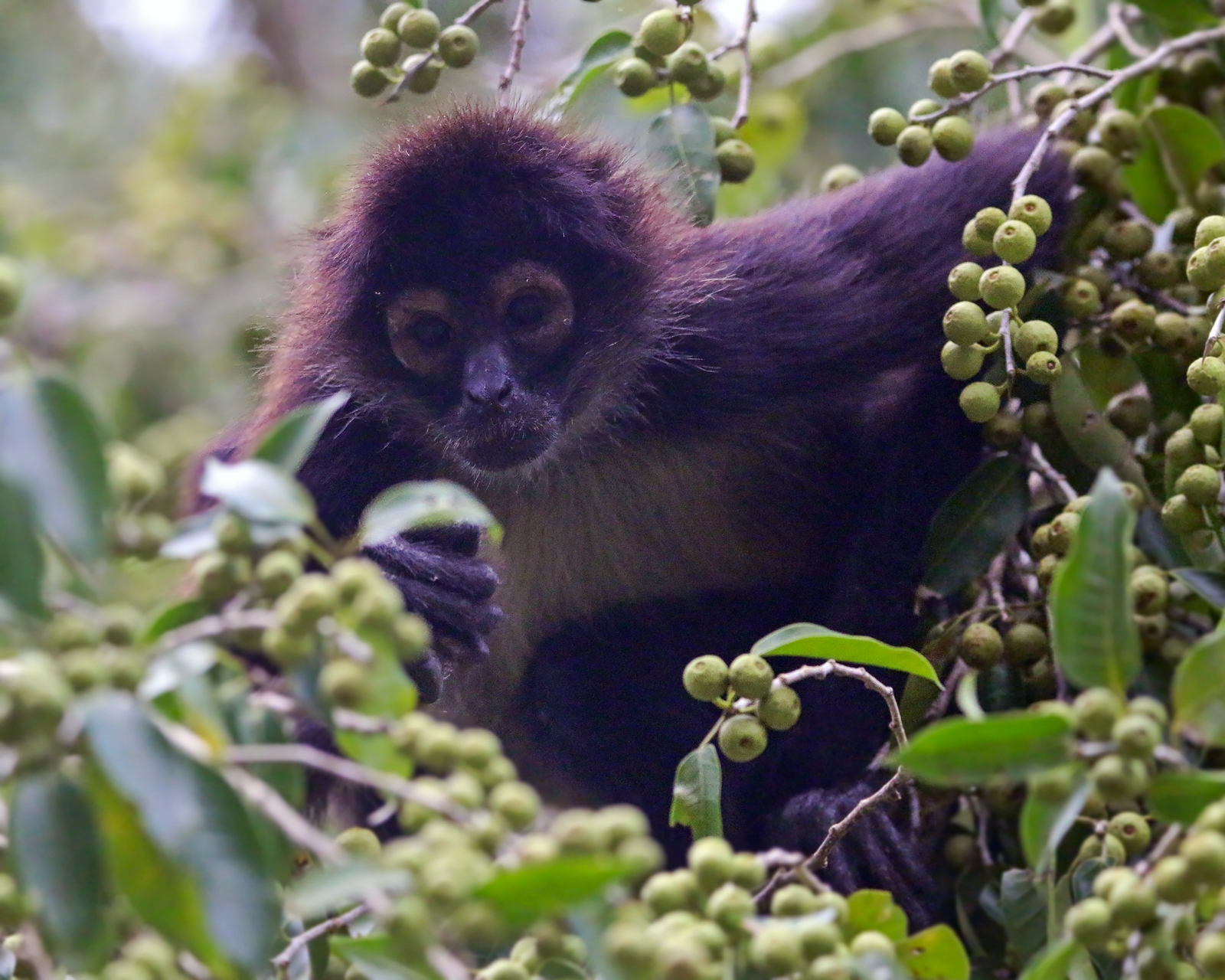 Central American Spider Monkey