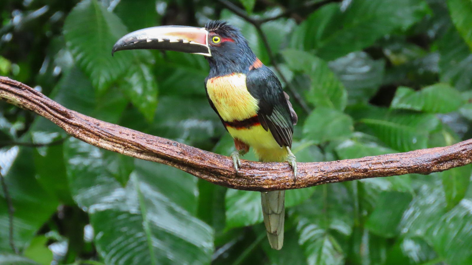 Collared Aracari