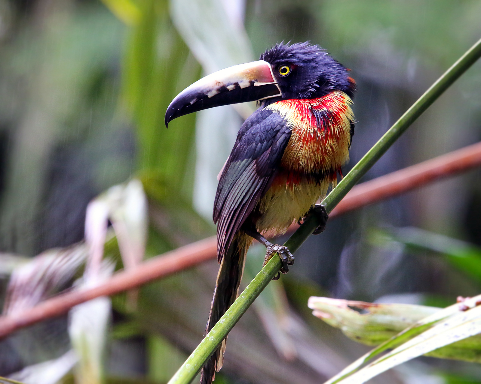 Collared Aracari