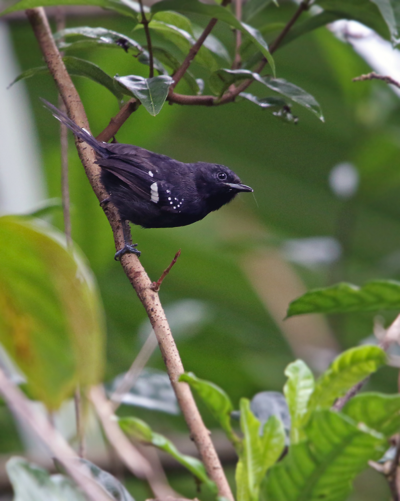 Dot-winged Antwren