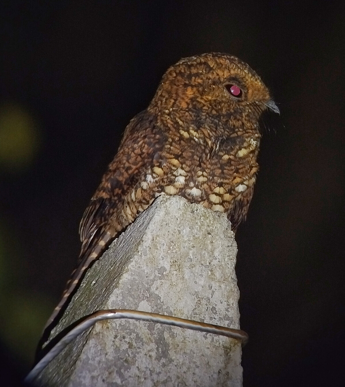 Dusky Nightjar