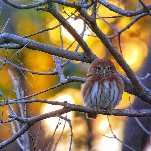 Ferruginous Pygmy Owl