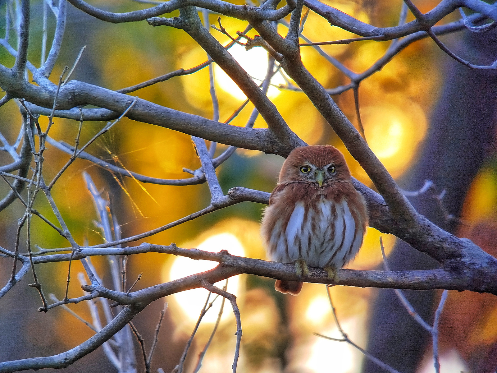 Ferruginous Pygmy-Owl