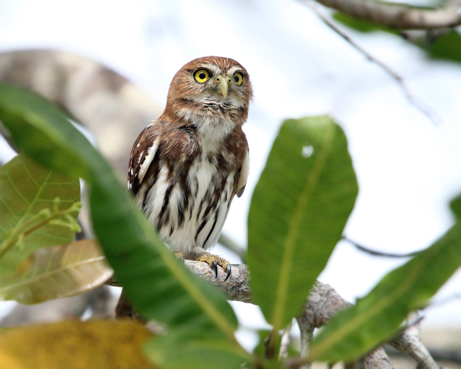 Ferruginous Pygmy Owl