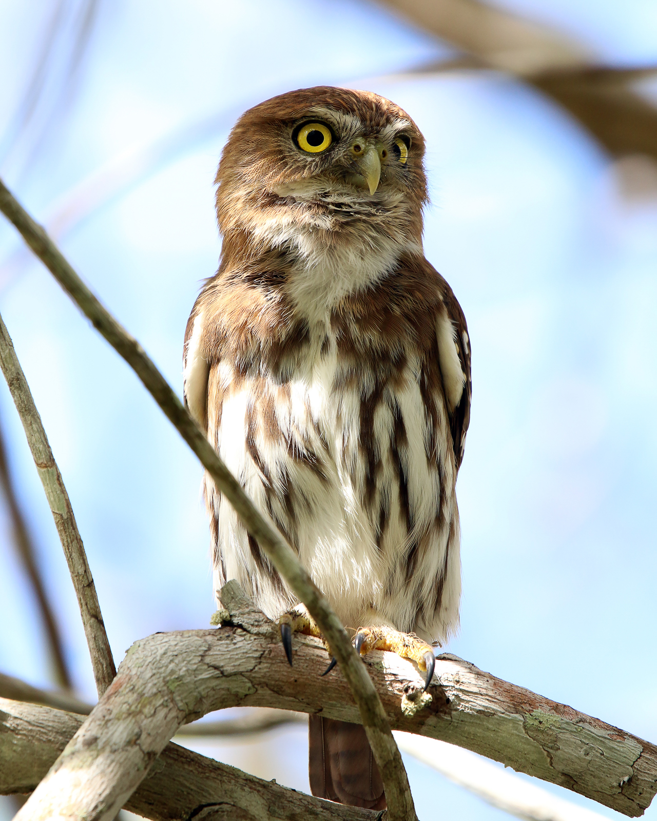 Ferruginous Pygmy-Owl