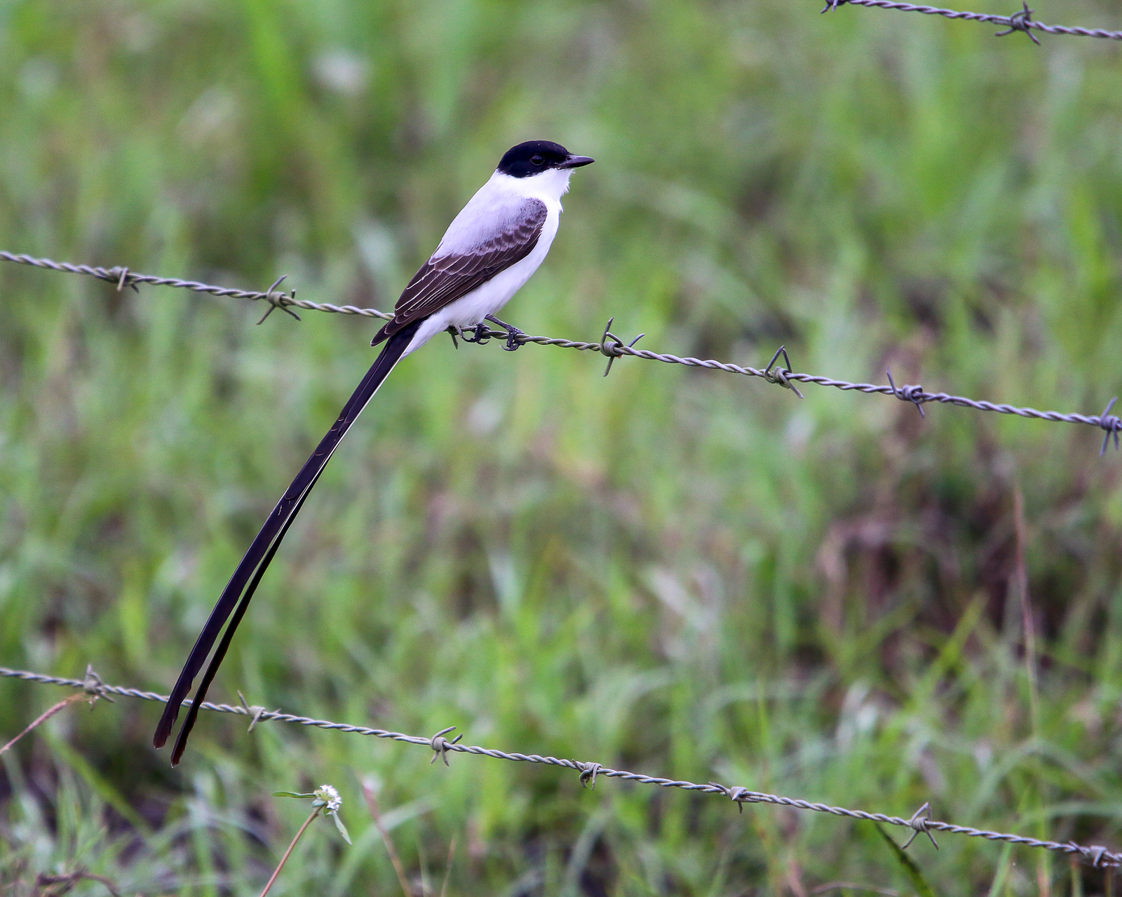 Fork-tailed Flycatcher