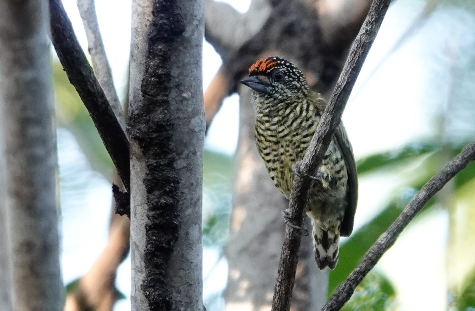 Golden-spangled Piculet