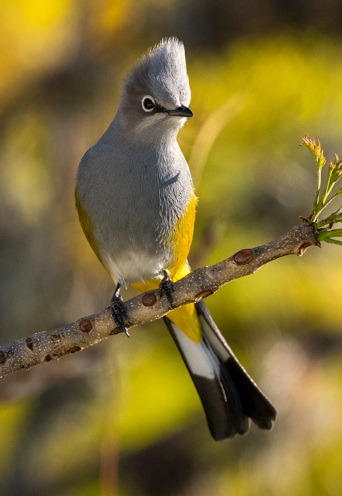 Gray Silky Flycatcher