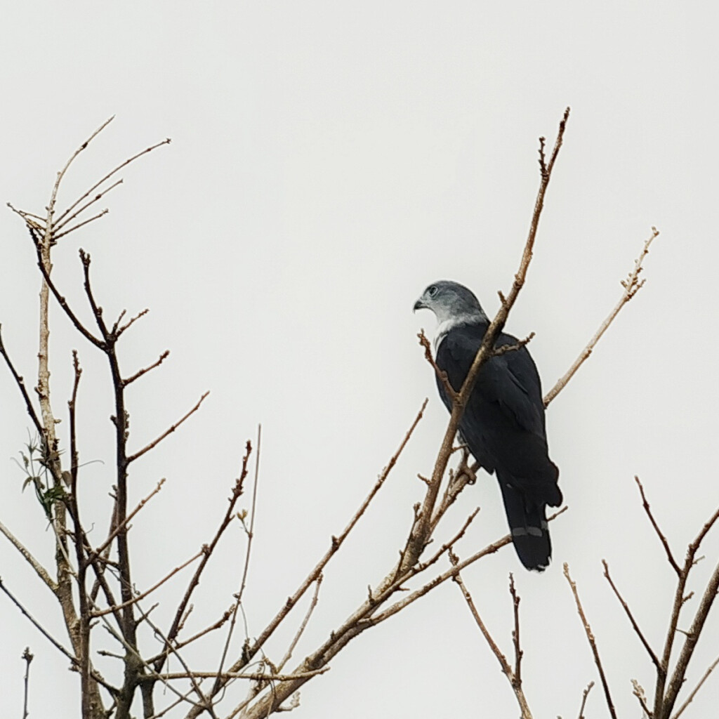 Gray-headed Kite