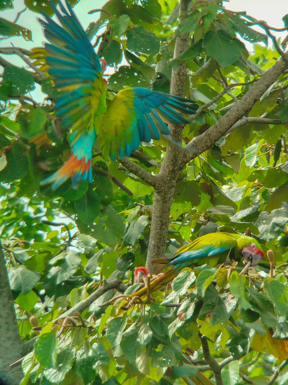 Great Green Macaw
