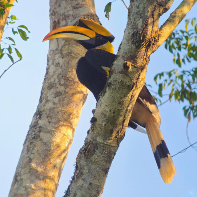 Great Hornbill