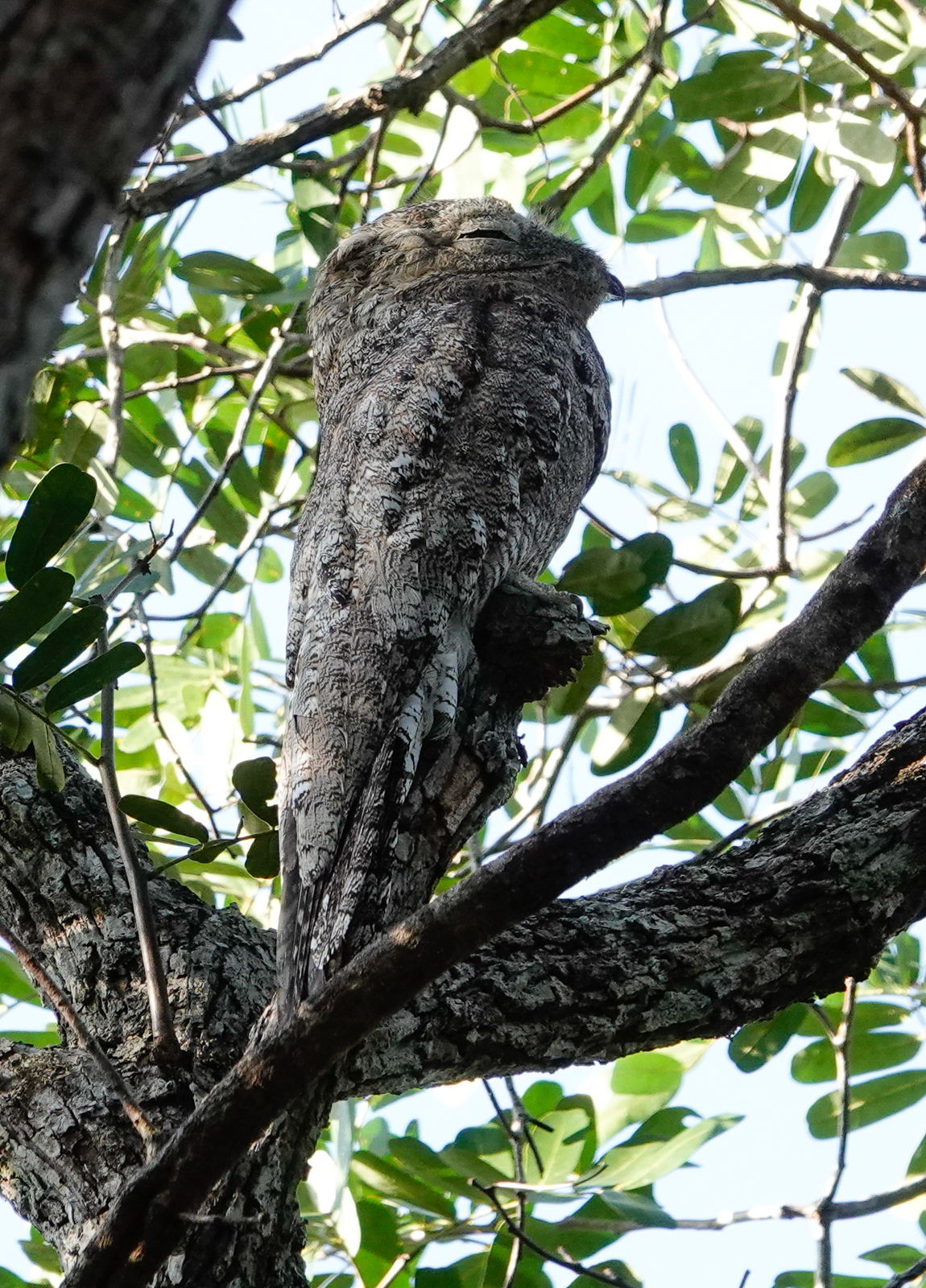 Great Potoo