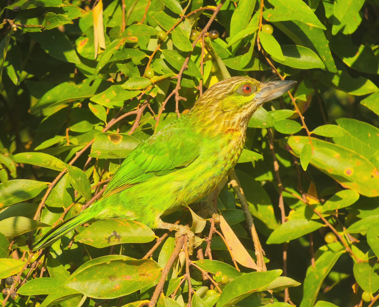 Green-eared Barbet