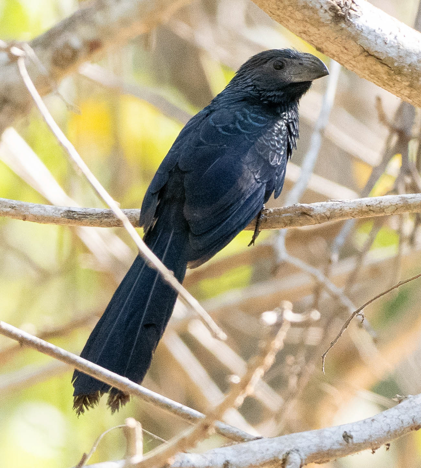 Groove-billed Ani