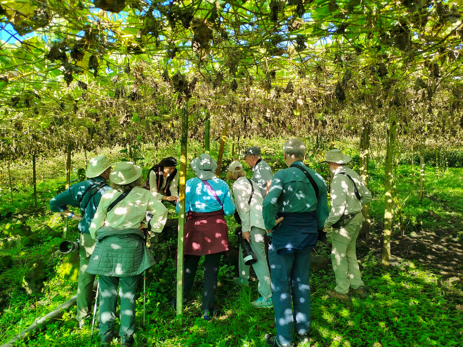 Group learning about Hook-billed Kite habits