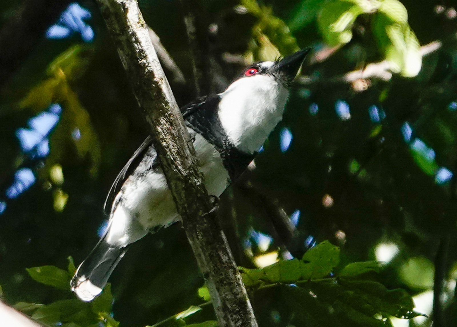 Guianan Puffbird
