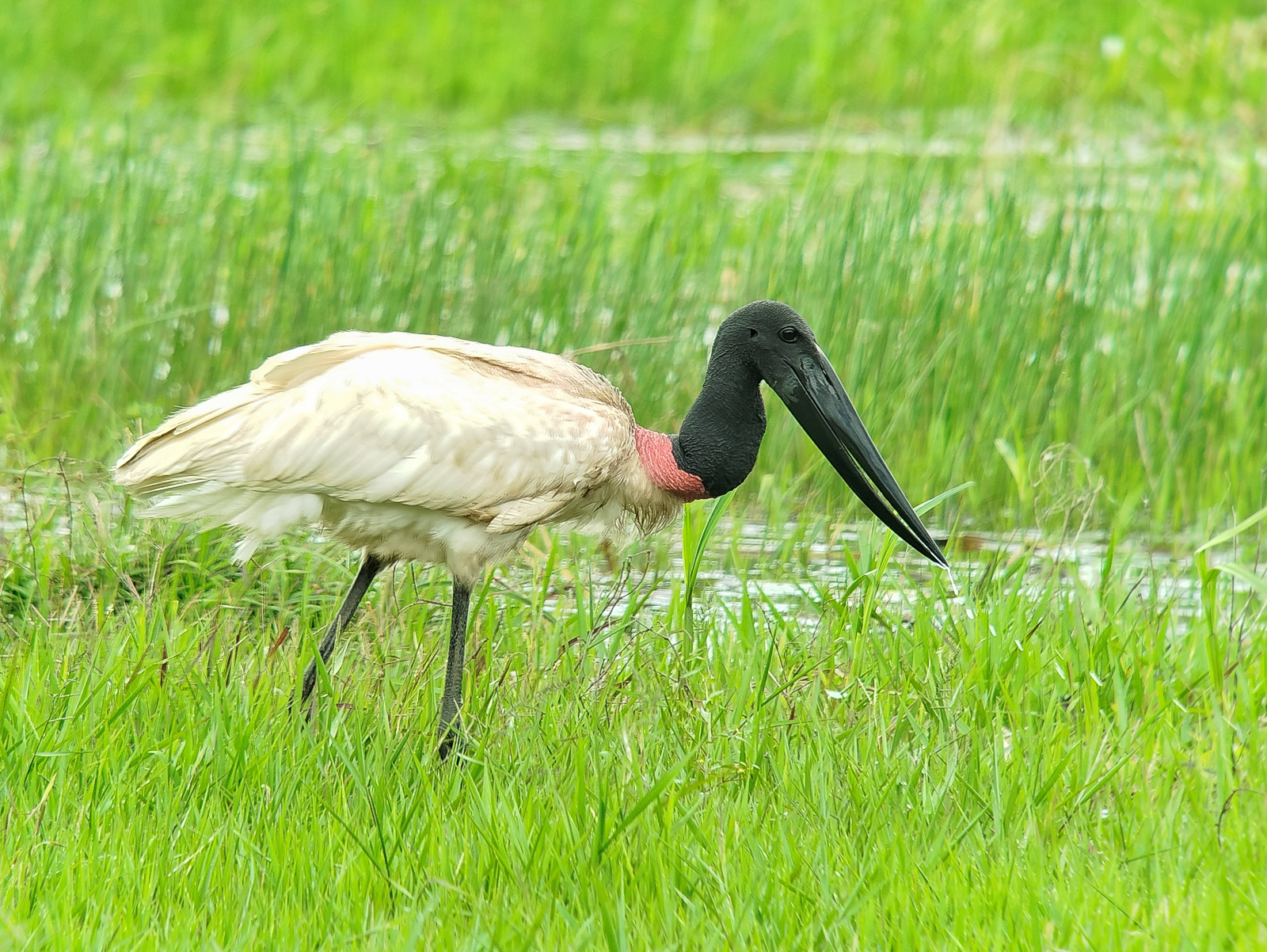Jabiru