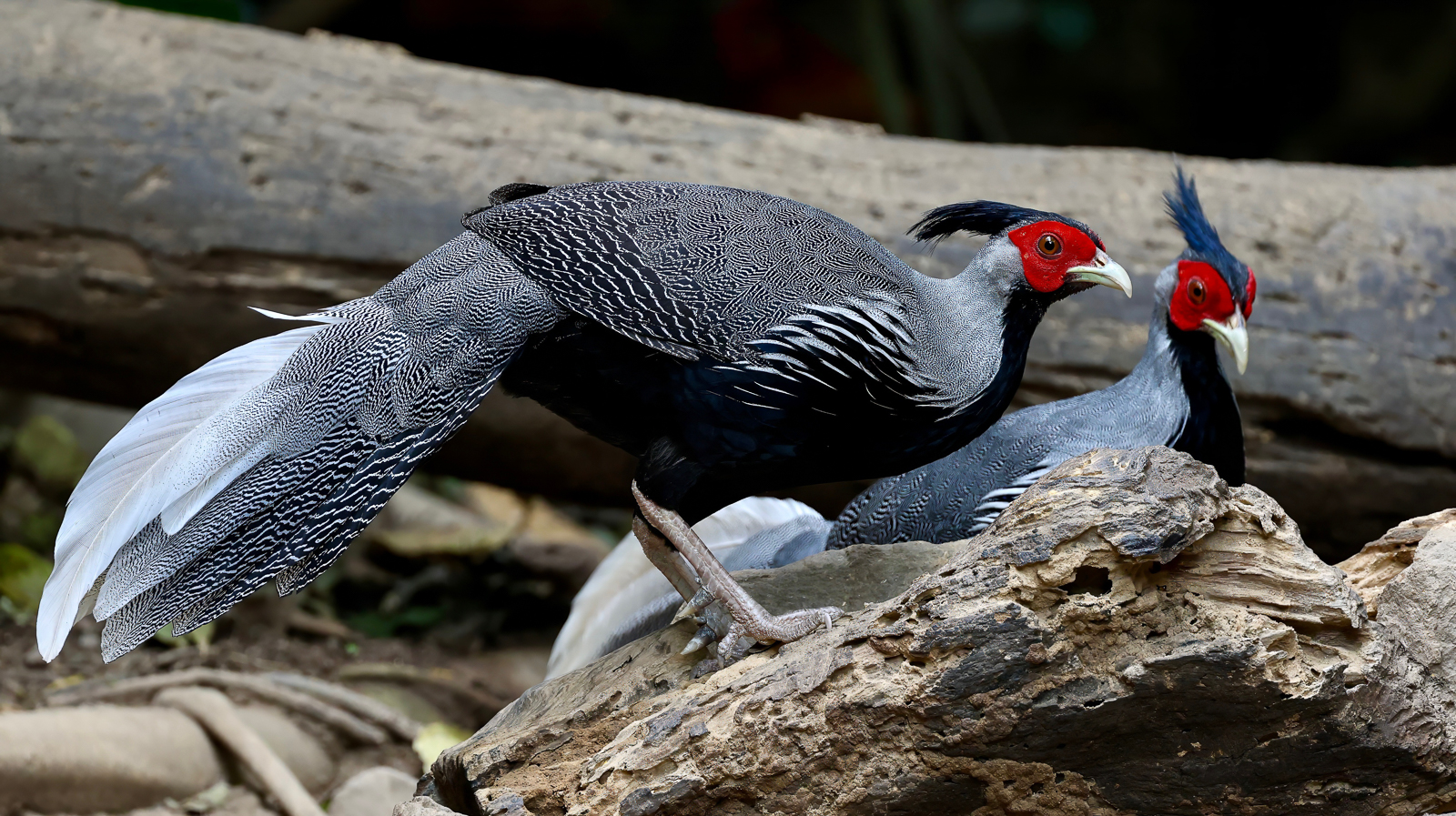 Kalij Pheasant