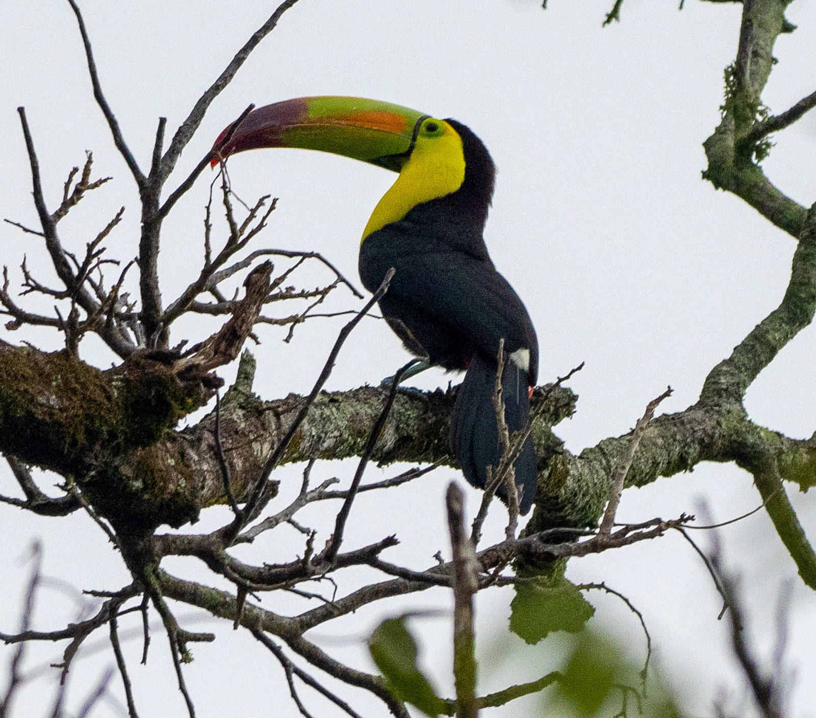 Keel-billed Toucan