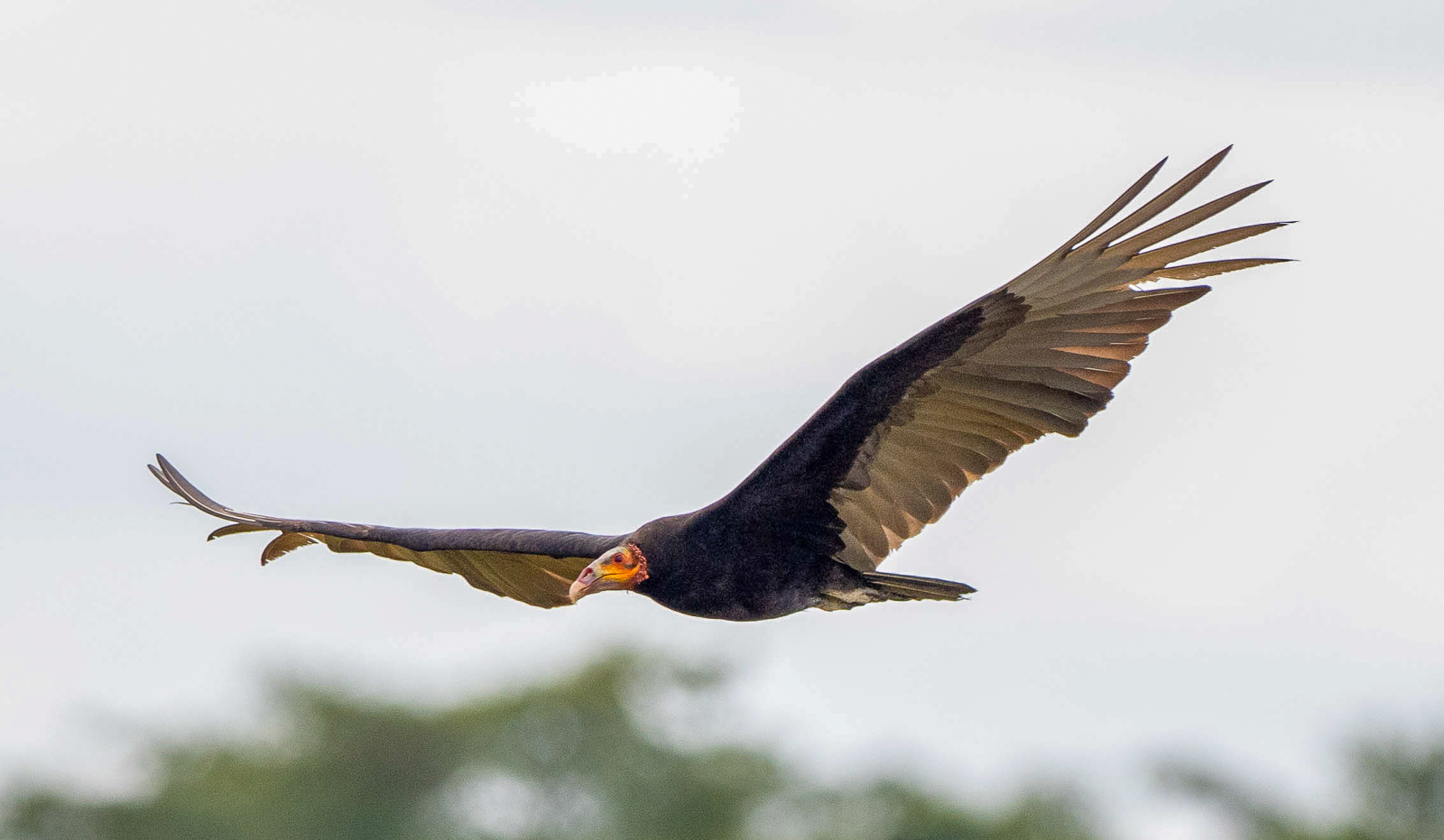Lesser Yellow-headed Vulture