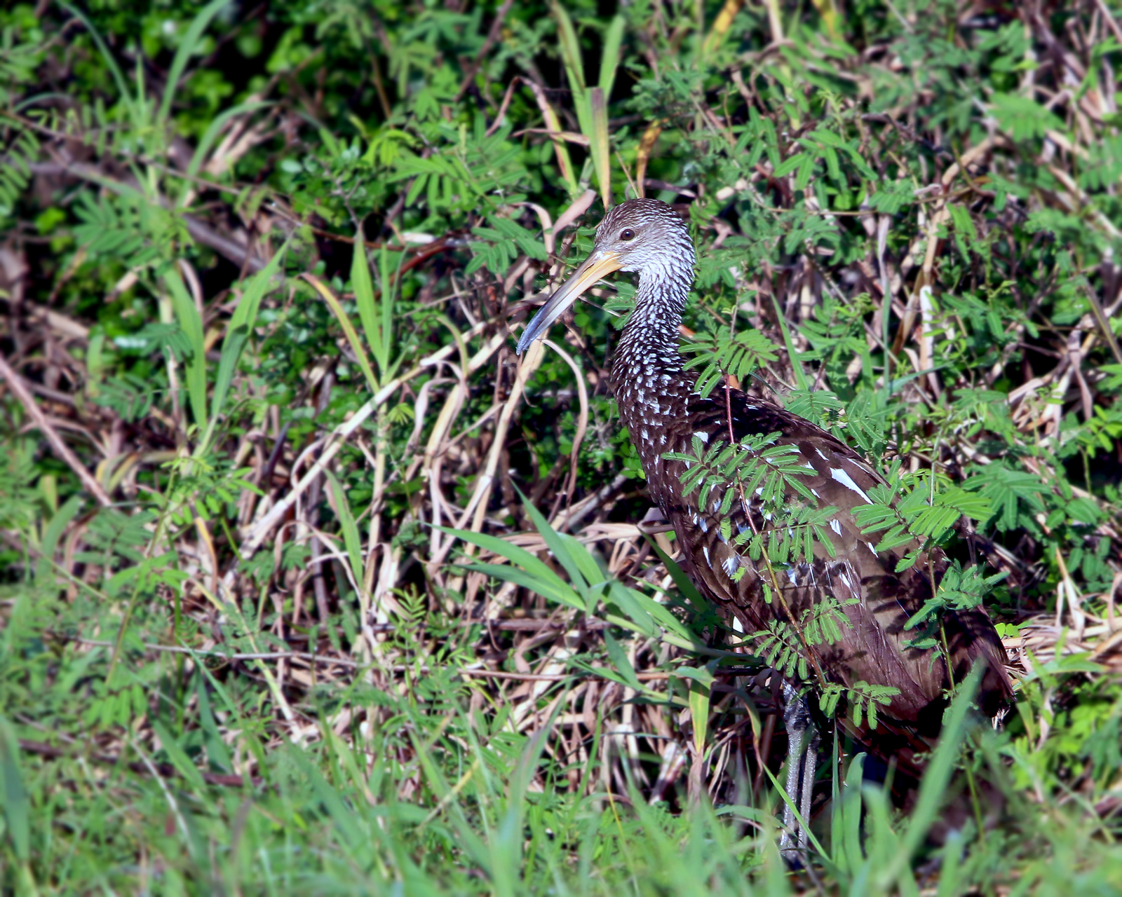 Limpkin