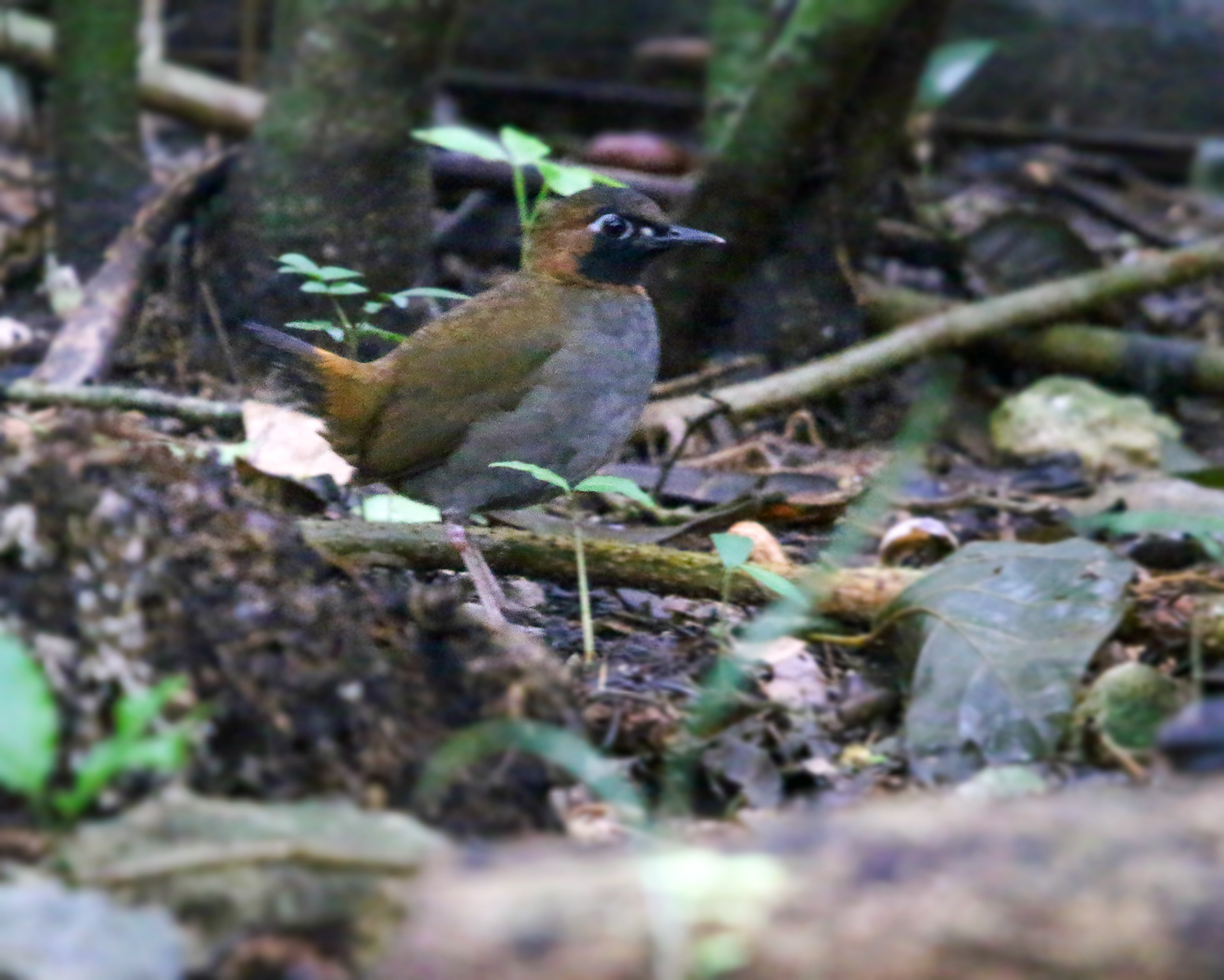 Mayan Antthrush