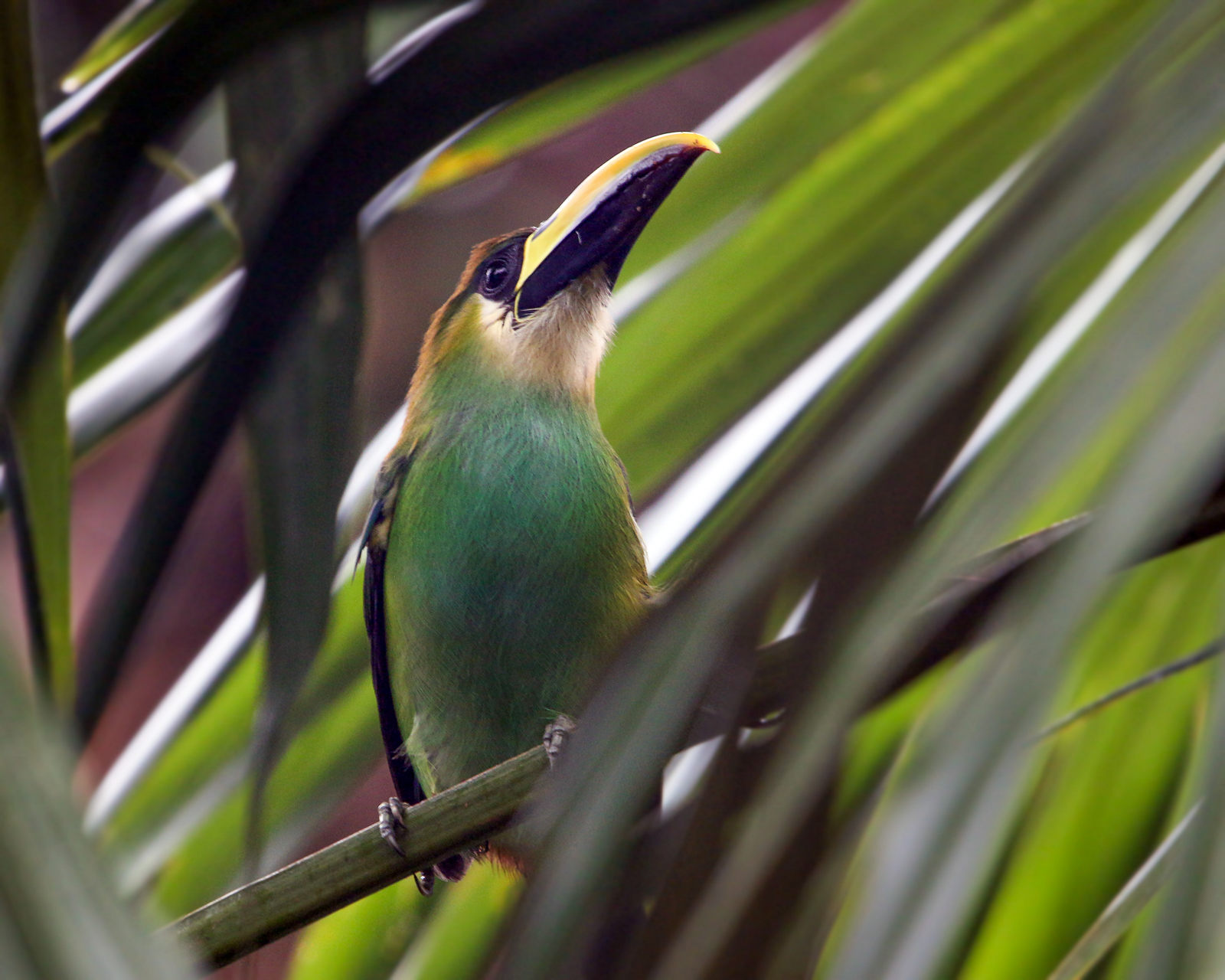 Northern Emerald Toucanet