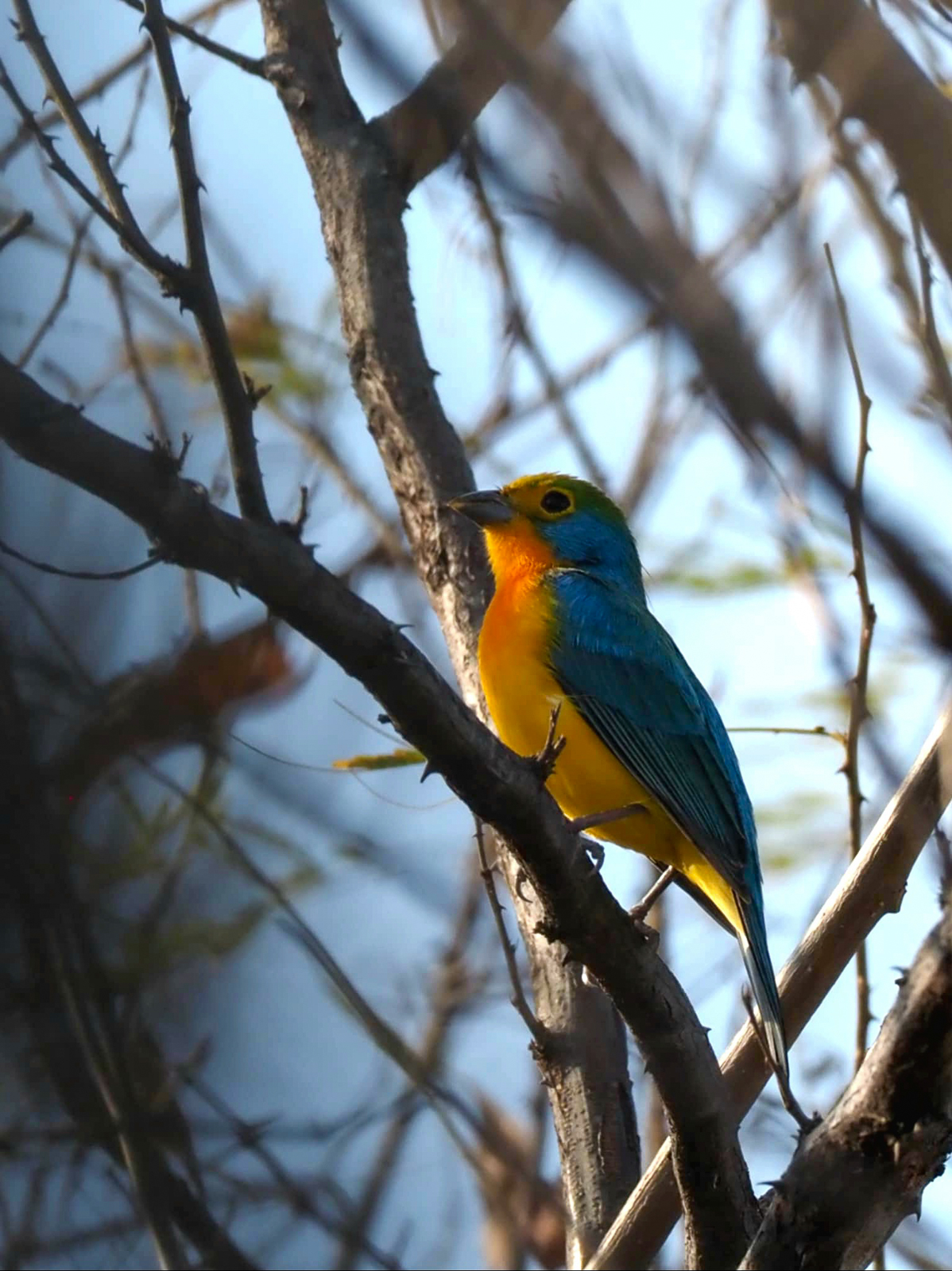 Orange-breasted Bunting