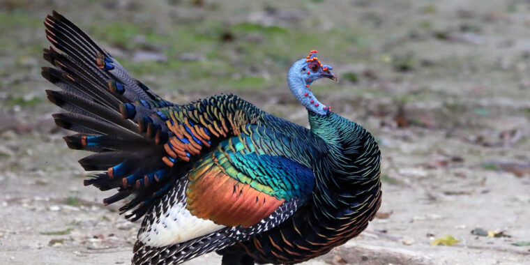 Belize & Tikal Trip Report (Jan 19 – 29, 2025)