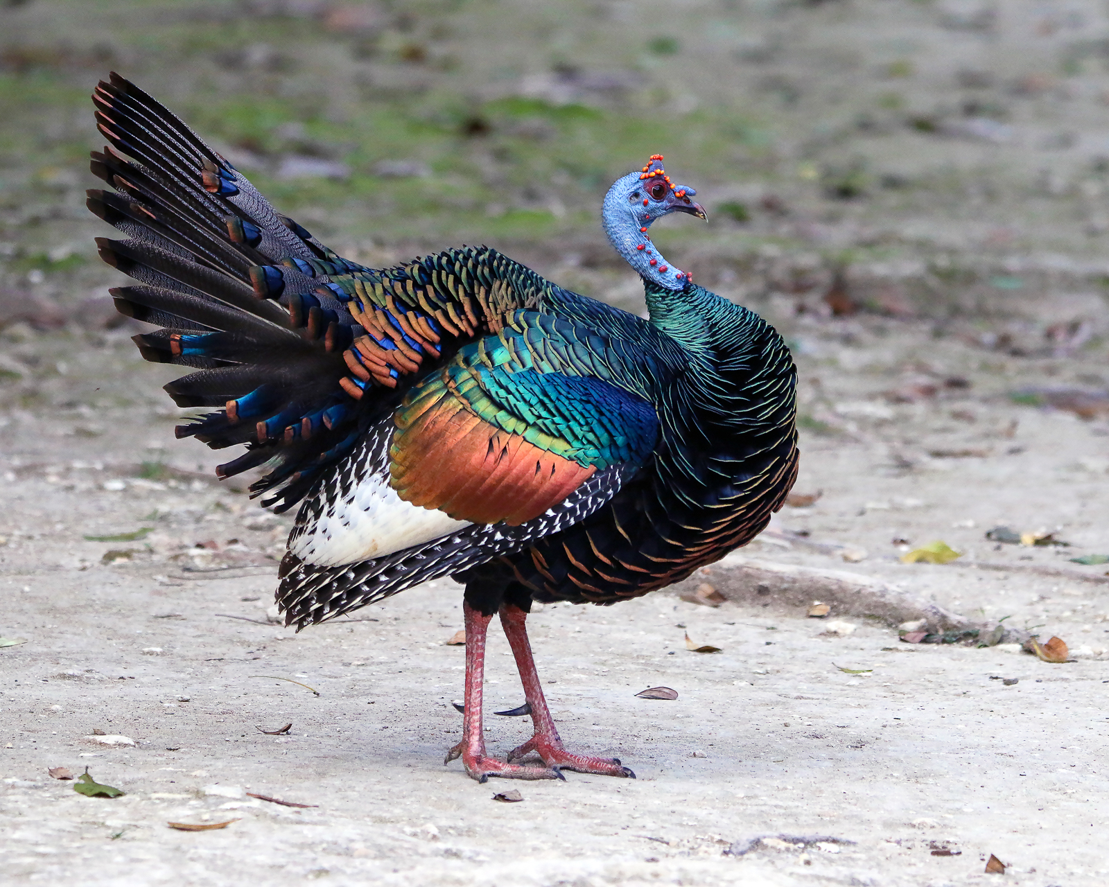 Ocellated Turkey