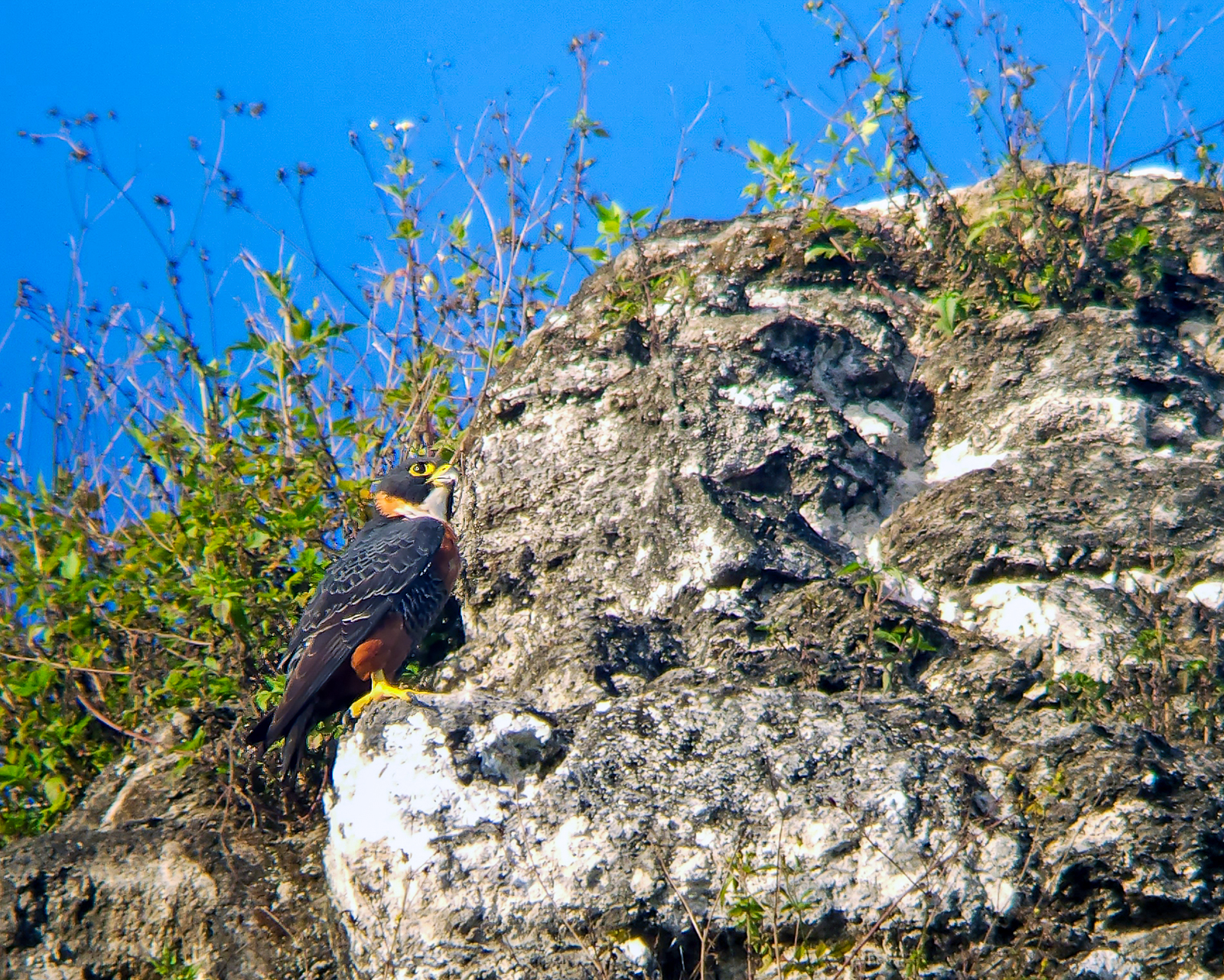 Orange-breasted Falcon