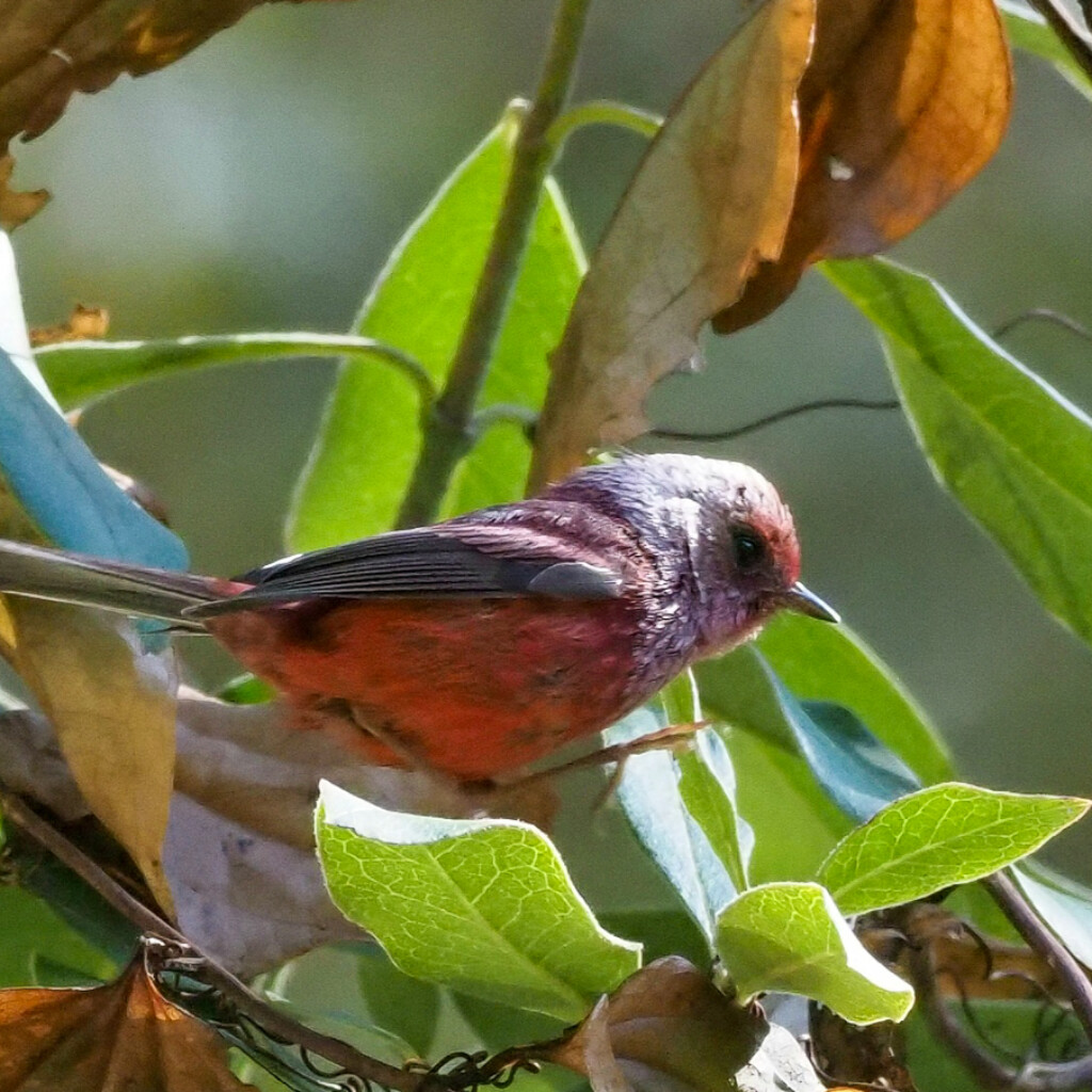Pink-headed Warbler