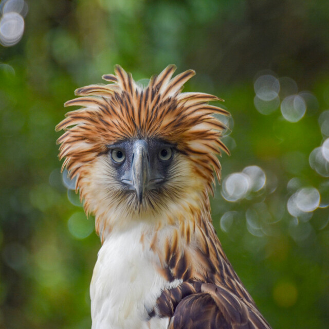 Philippine Eagle