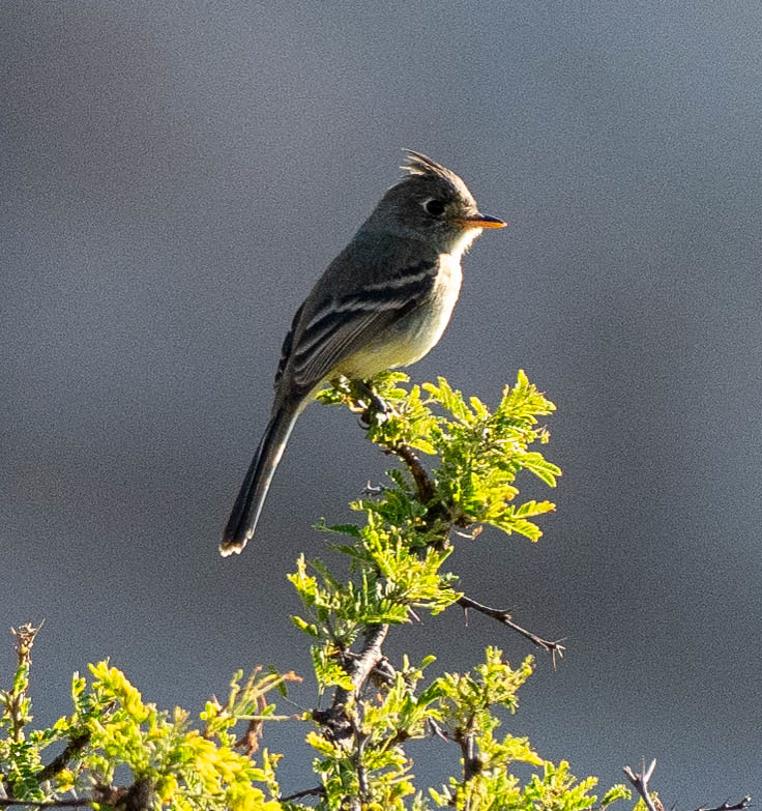 Pileated Flycatcher