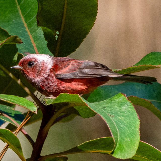 Pink-headed Warbler