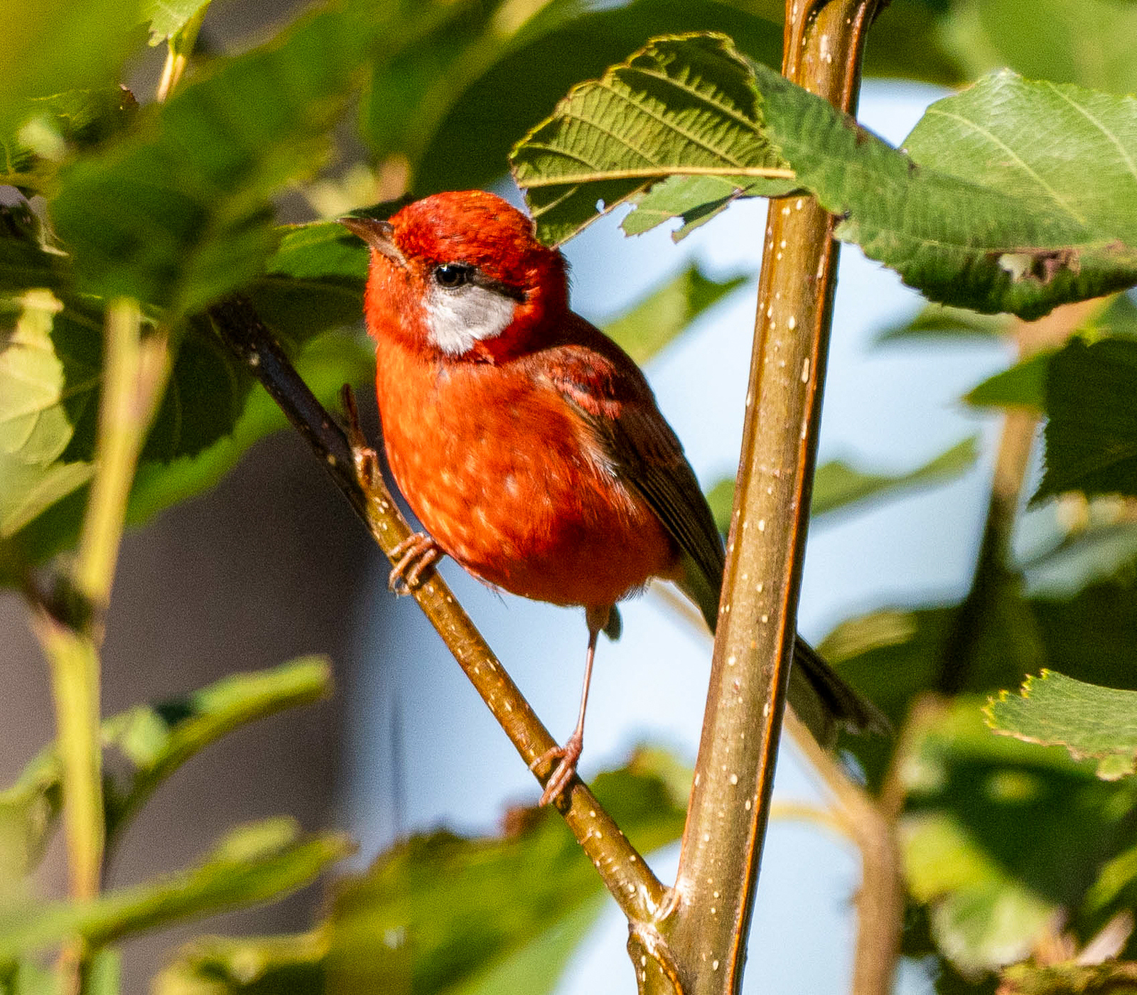 Red Warbler 
