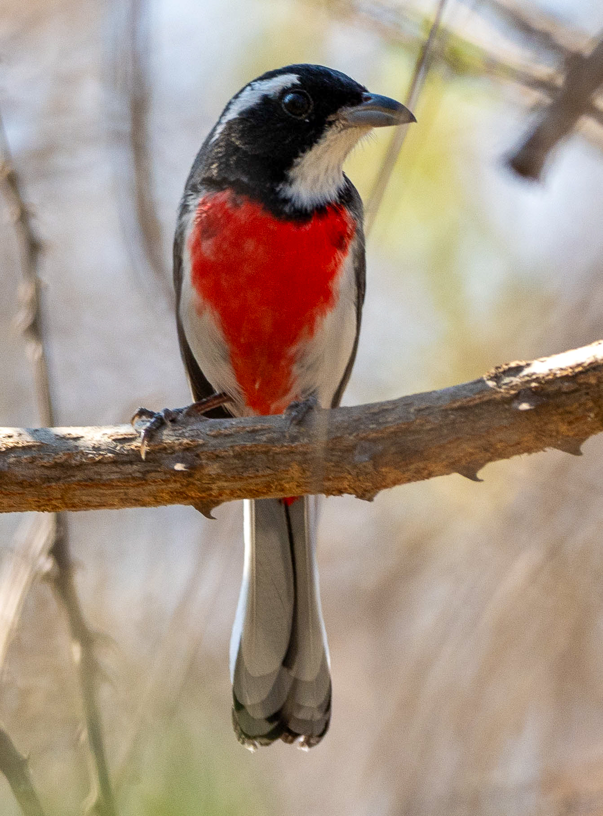 Red-breasted Chat