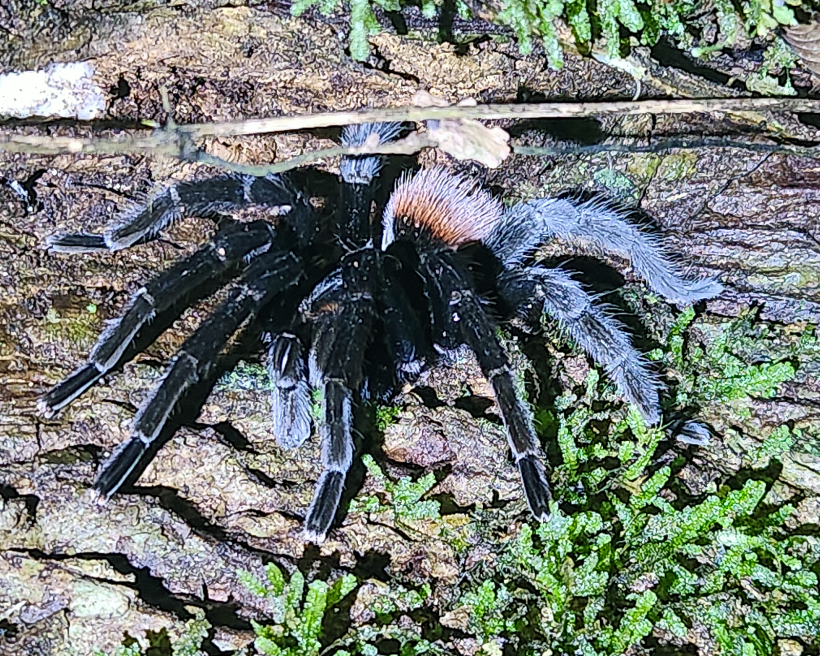 Red-rumped Tarantula